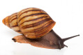 Archachatina marginata candefacta Cameroon striped adult